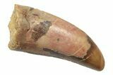 Serrated, Theropod (Deltadromeus?) Pre-Max Tooth - Morocco #238566-1